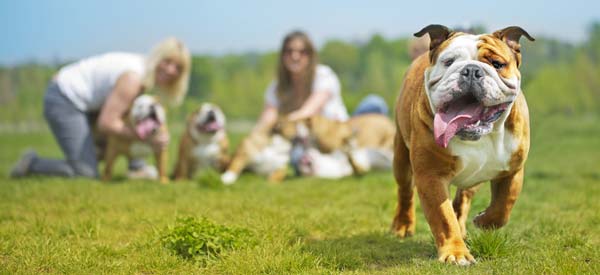 bulldog