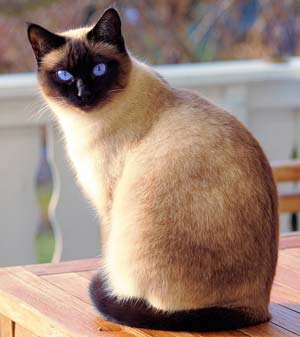 tabby cat