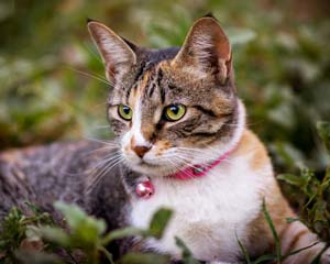 tabby cat